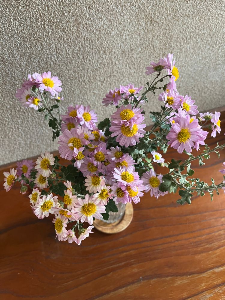 小さなピンク色の菊の花