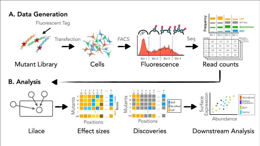 figure 1 of Lilace paper detailing the data collection and analysis process to indicate where the Lilace model fits in