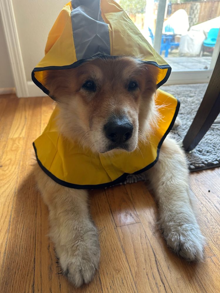 White & tan shepherd mix dog in a yellow raincoat. His expression says “Human! I am not amused.”