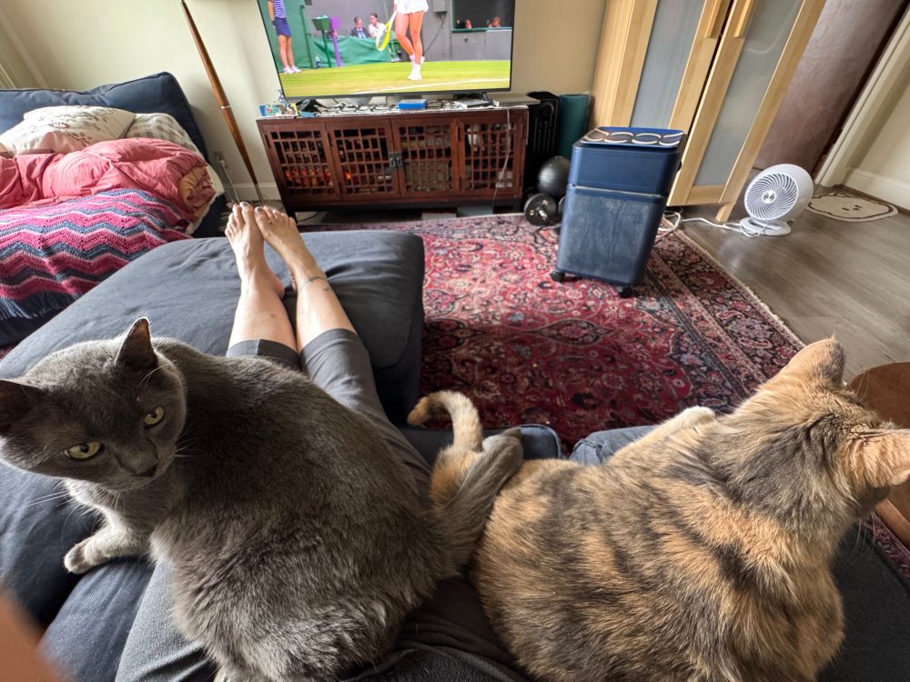 Two cats one lap tennis on the television 