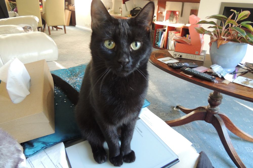 Black cat sat on a sofa looking at the camera