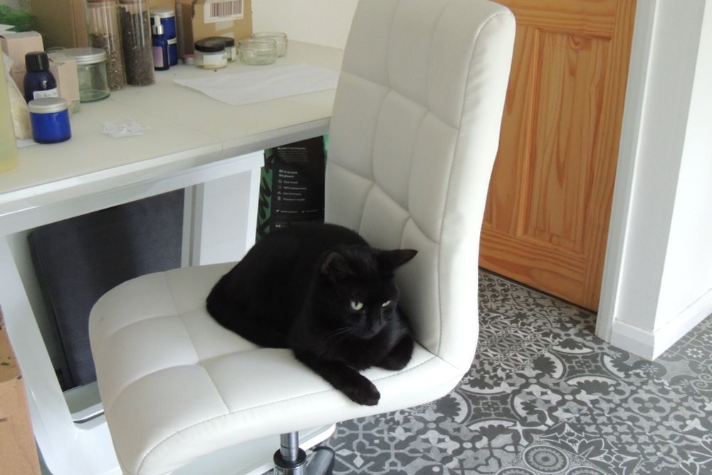 Black cat curled up on a chair