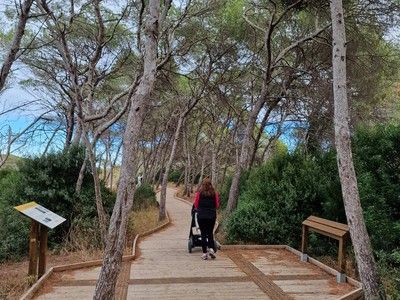Pasillo de madera para pasear entre arboleda.