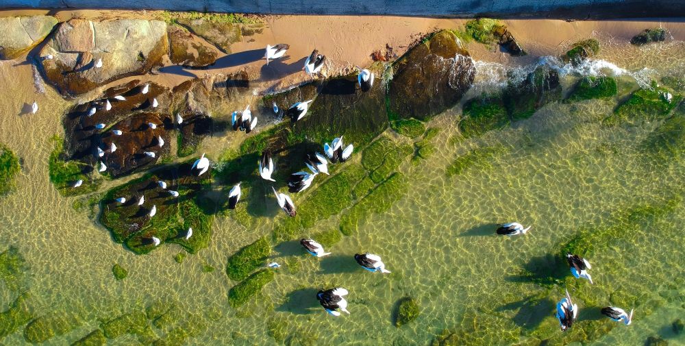 ORACLE: Enhancing Wildlife Surveillance with Drones