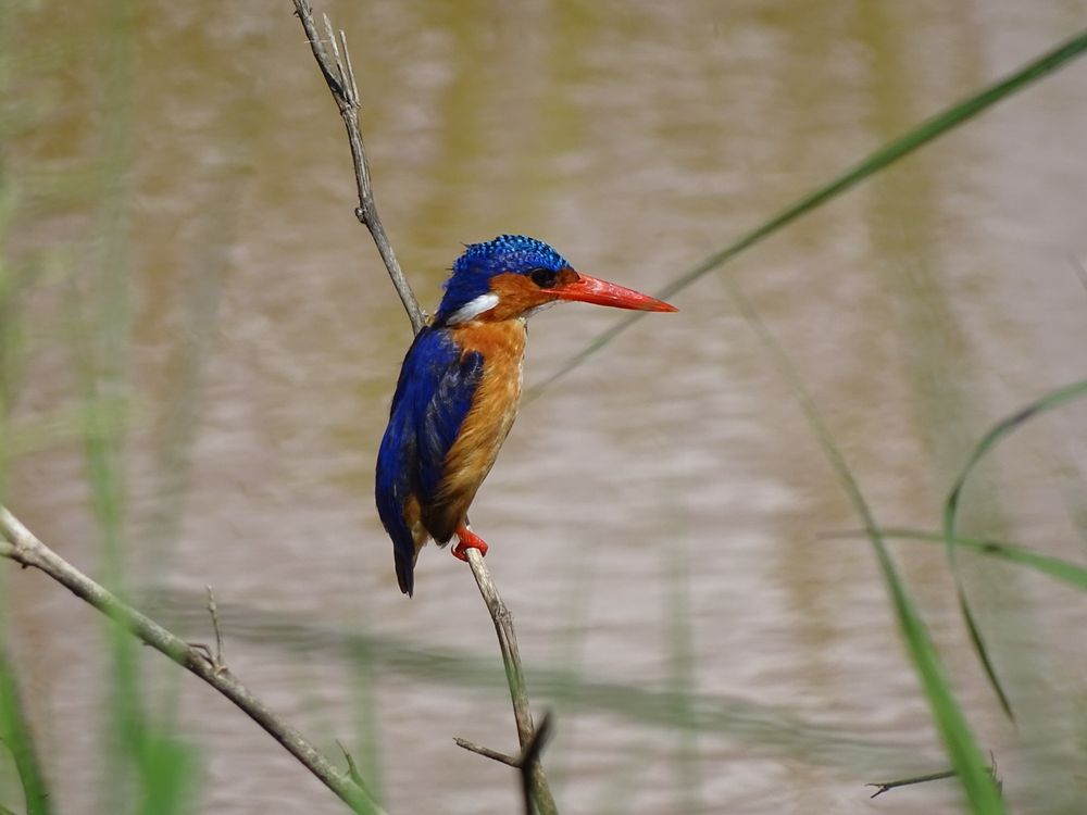 Ein Malachiteisvogel sitzt auf einem Ast über einer überfluteten Landfläche des Parks und hält nach Fischen im Wasser Ausschau.