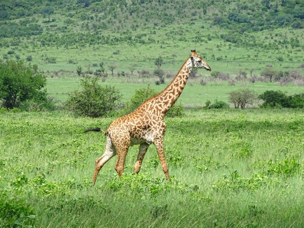 Eine Massai-Giraffe läuft nach rechts durch das Bild, im Hintergrund die grünen Berghänge des Mkomazi-Nationalparks.