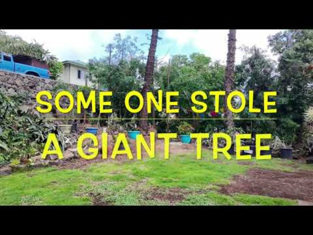 Some One Stole A Giant Tree
