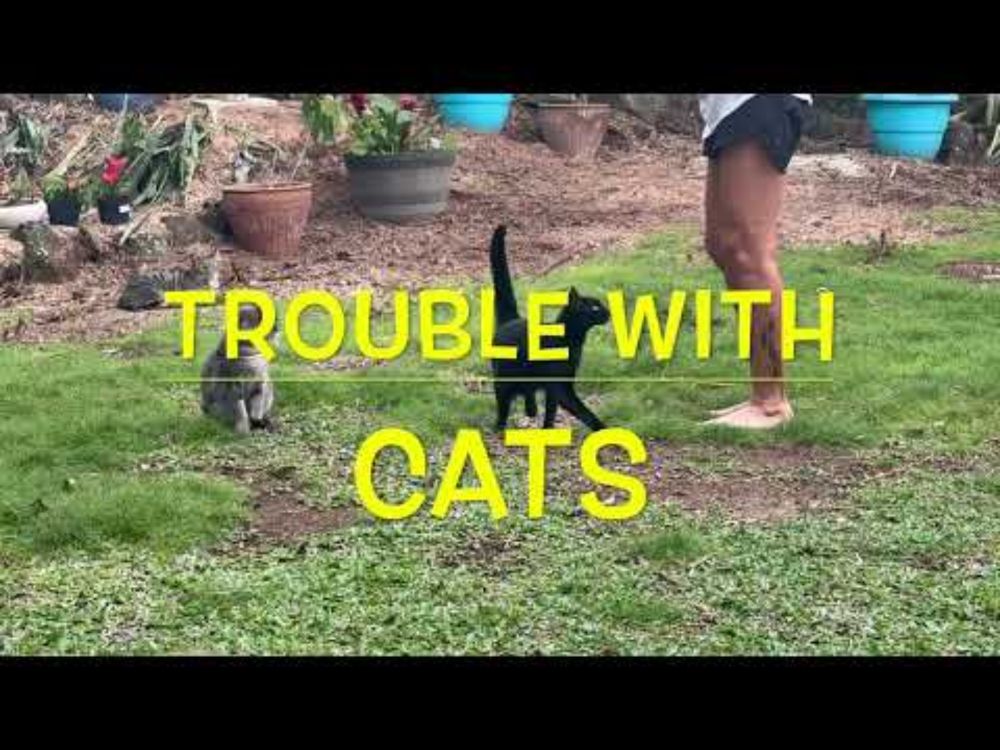 Trouble With Cats