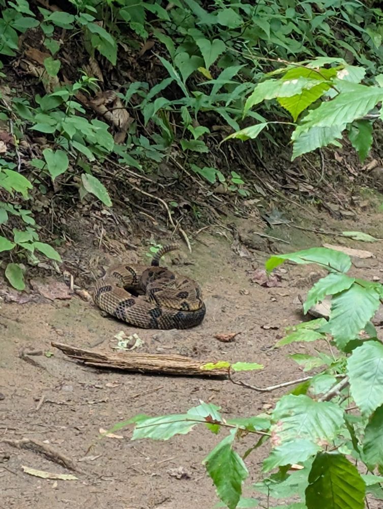 This fucker. A rattlesnake wouldn't move and was quite angry. Rattling his rattle here.