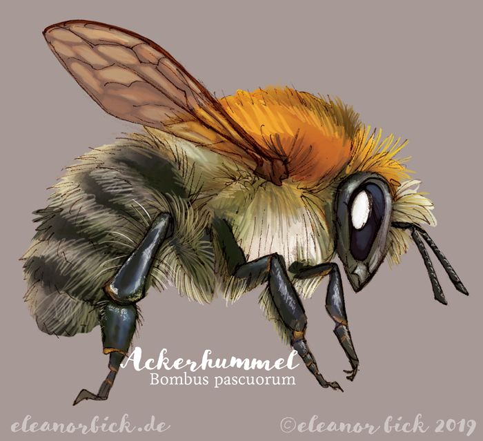 slightly stylized study of a carpenter bee. Mixed media, originally drawn and lined on paper, then scanned and coloured digitally.