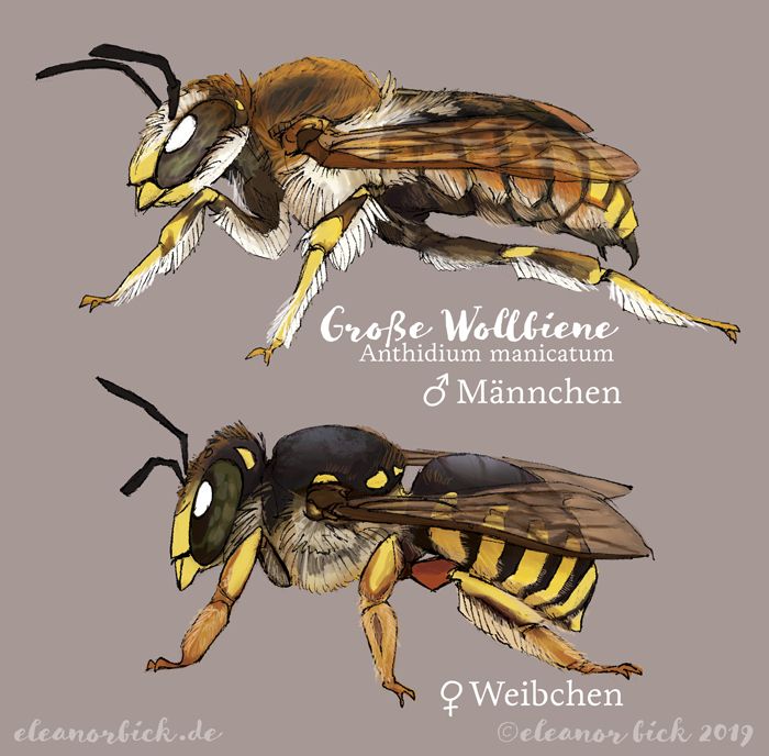 Detailed illustration / depiction of a male and a female European wool carder bee. Mixed media, sketched traditionally, coloured digitally. Originally published in a German children's book about wild bees.