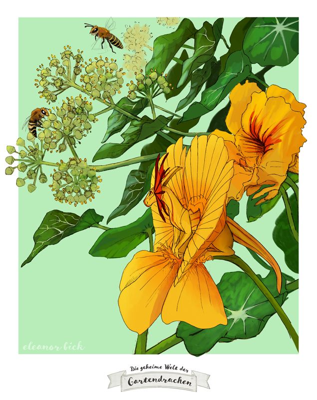 An illustration of a Nasturtium dragon, a tiny Gardendragon-species. It is watching Ivy bees flying in the distance, pollinating and collecting nectar from Ivy.

This illustration is one of many of my Gardendragon children's books, Previously available in Germany, they're now looking for a new publishing house. An english translation of the first book is in the works. You can find more of my Gardendragon art under the #gardendragons hashtag on my profile.