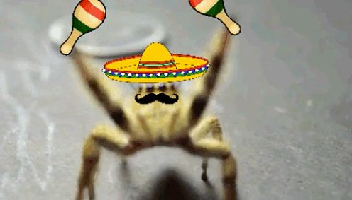 a jumping spider wearing a sombrero and playing the maracas