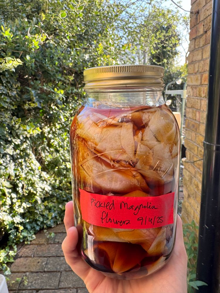 Pickled magnolia flowers