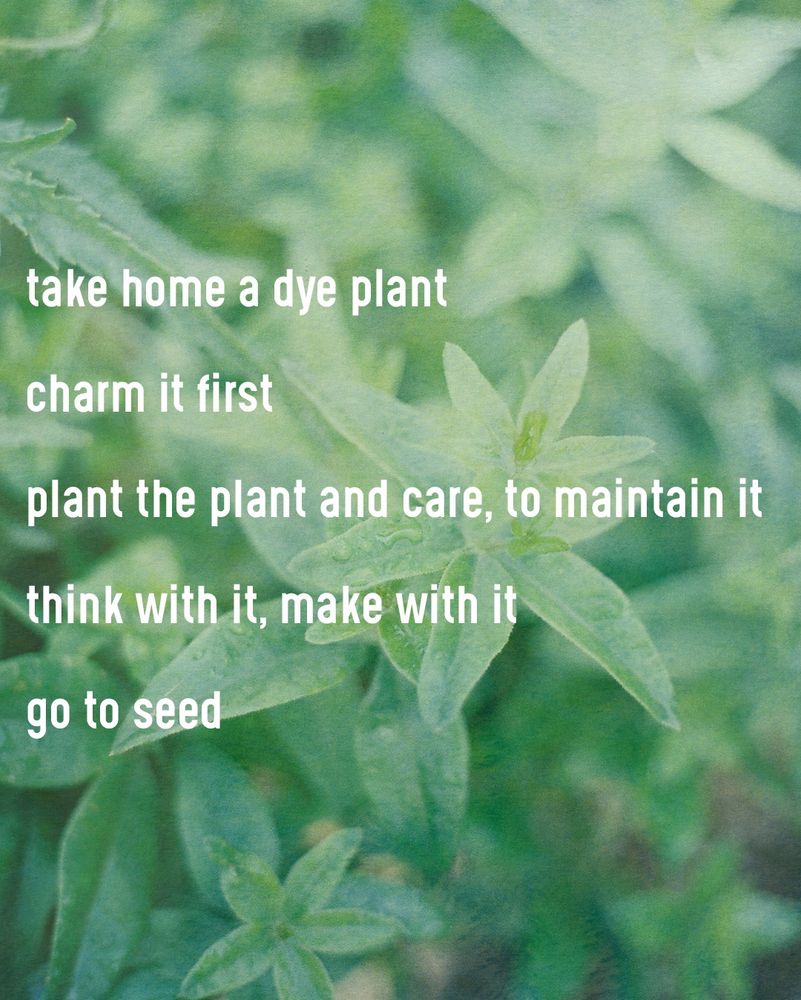“take home a dye plant
charm it first
plant the plant and care, to maintain it
think with it, make with it
go to seed”

Overlaid on top of a photo of madder plants (Rubia tinctorum) by Katerina Gribkoff.