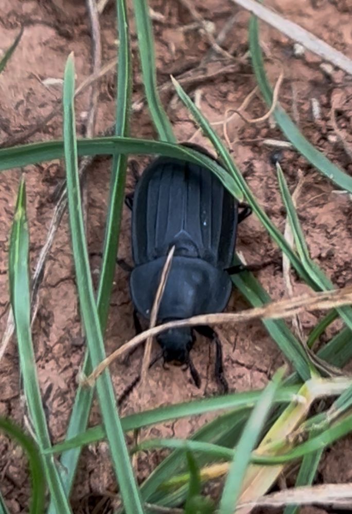 A black sexton beetle with blades of grass around it