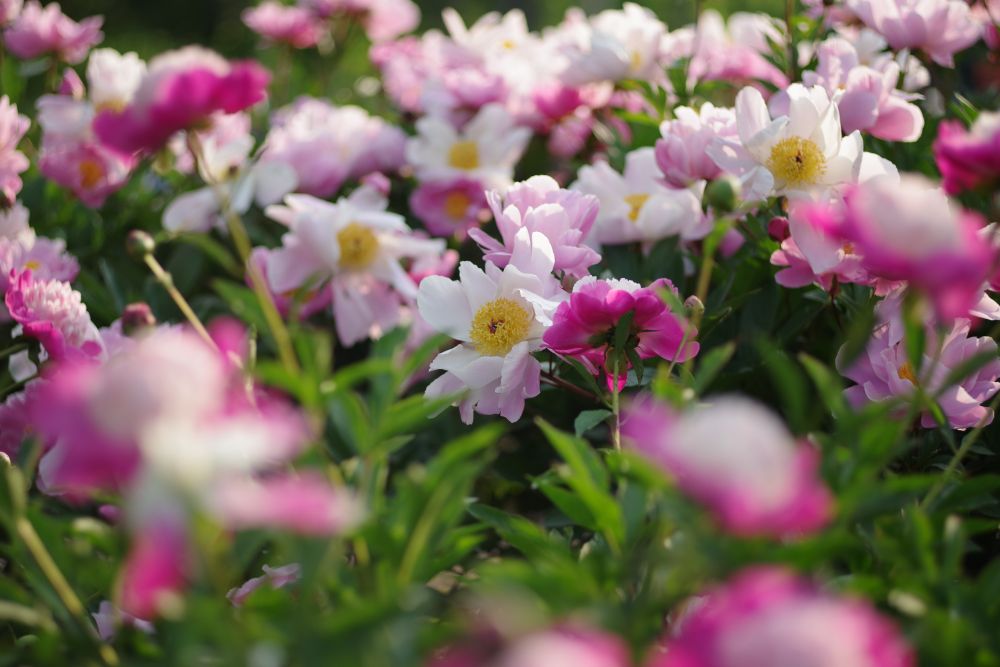 Pink and white peonies with a brilliant yellow center.