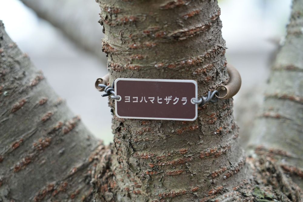 「ヨコハマヒザクラ」のタグが付けられた枝