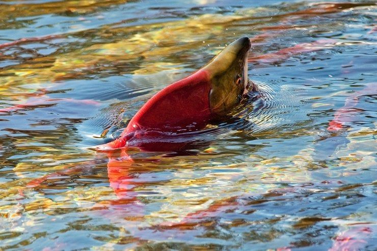 Don't mind the sockeye salmon he's just saying hello before passing on