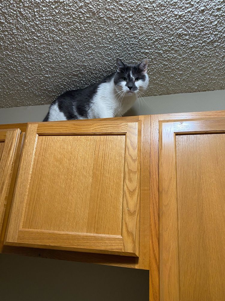 Grey and white cat on top of high cabinets, where he is not supposed to be 