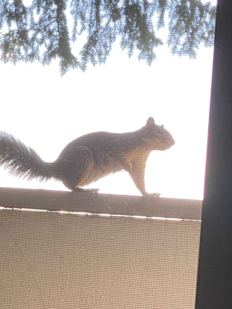 Squirrel on my balcony