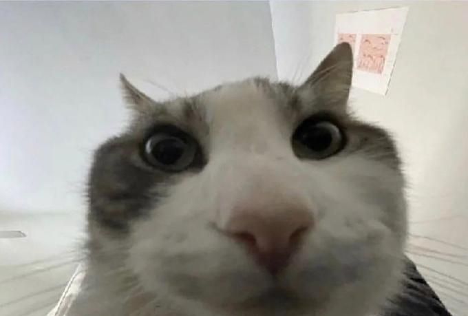 It's the look inside meme cat