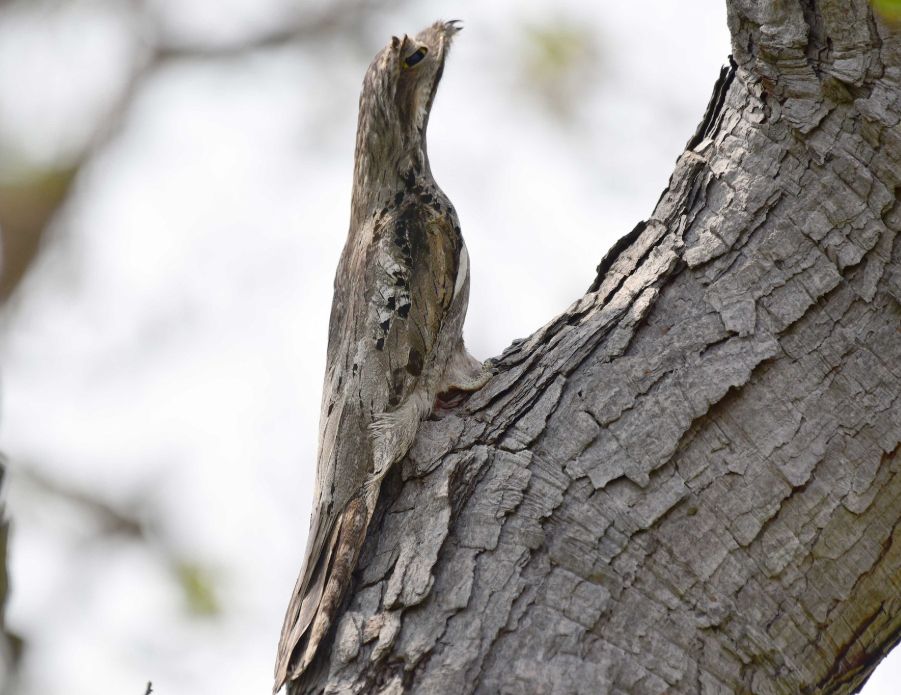 Nyctibius griseus - https://ebird.org/species/compot1

Photo by Luiz Moschini