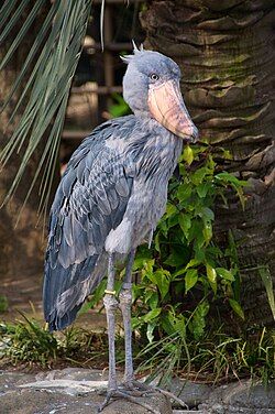 https://en.wikipedia.org/wiki/Shoebill