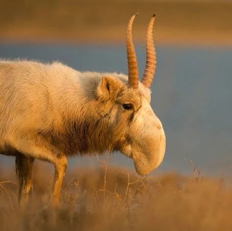 https://www.nationalgeographic.com/animals/article/saiga-antelope-threatened-conservation-success