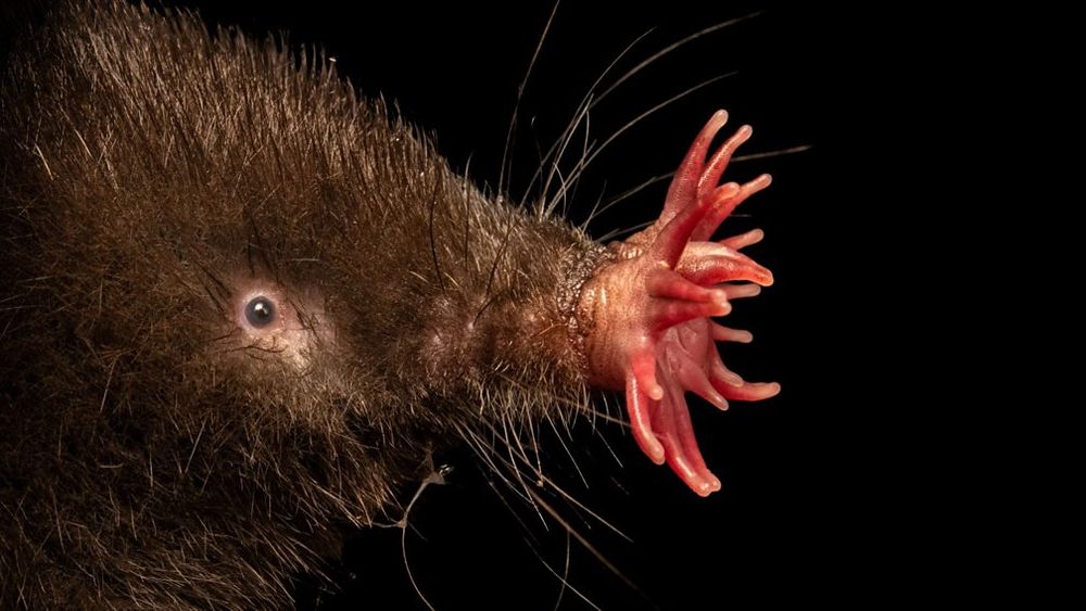 Condylura cristata - Image by Joel Sartore/ Photo Ark. The remarkable nose of the star-nosed mole (Condylura cristata).
https://www.bbc.co.uk/programmes/articles/1SNWGLmBVM0ky6p0Yq8T8s3/25-years-studying-a-remarkable-mammal-the-star-nosed-mole