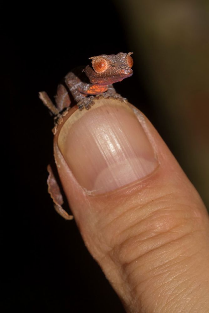 The satanic leaf-tailed gecko - https://www.madamagazine.com/en/der-gespenstische-blattschwanz-gecko/