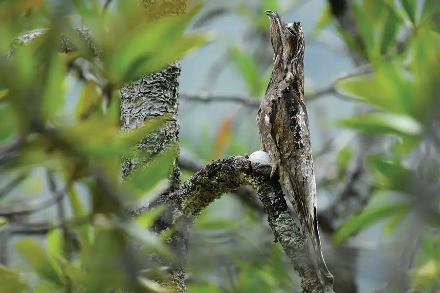 Nyctibius griseus - https://www.newscientist.com/article/mg24232350-300-this-south-american-potoo-bird-can-camouflage-itself-as-a-branch/
Photographer Chien C. Lee
