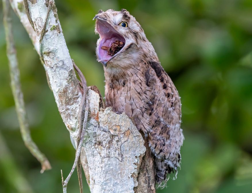 Potoo - https://ebird.org/species/compot1