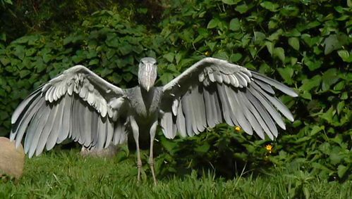 https://www.explorerwandatours.com/travel-blog/shoebill-stork-size-and-facts.html