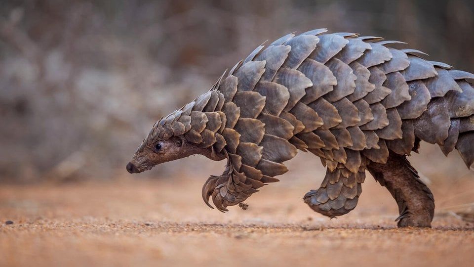 https://www.worldwildlife.org/resources/facts/what-is-a-pangolin/