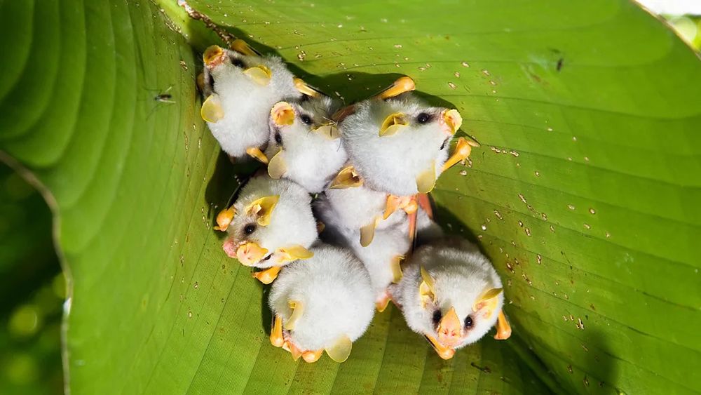Ectophylla Alba - https://www.bbc.com/travel/article/20210126-the-central-american-bat-that-can-fit-in-your-palm