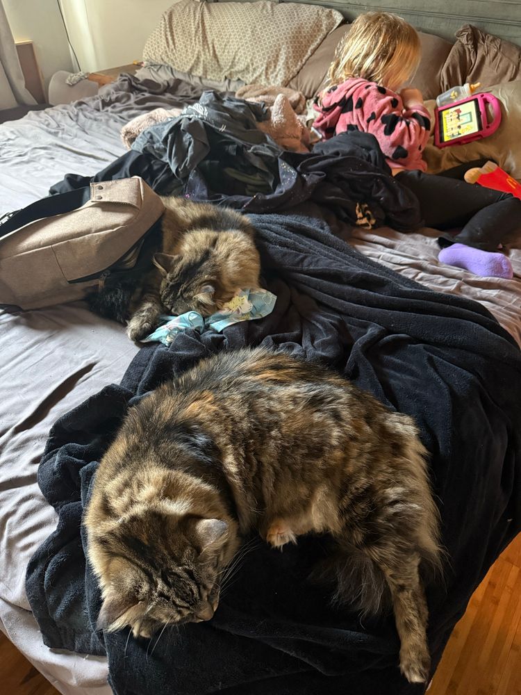 A large bed covered in stuff including extra blankets and a knapsack. Also curled up are 2 Siberian cats and a half feral human child (6 yo ish). The child is turned from the camera watching a show on an iPad having French fries, living her best life. 