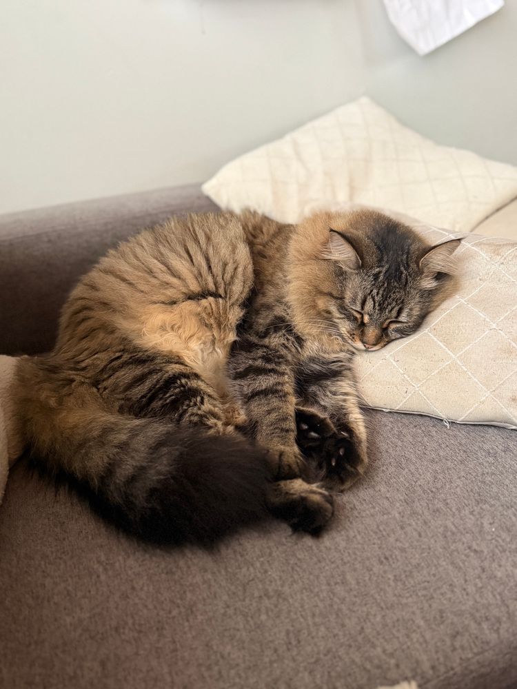 A large fluffy Siberian cat sleeps on a grey couch. 