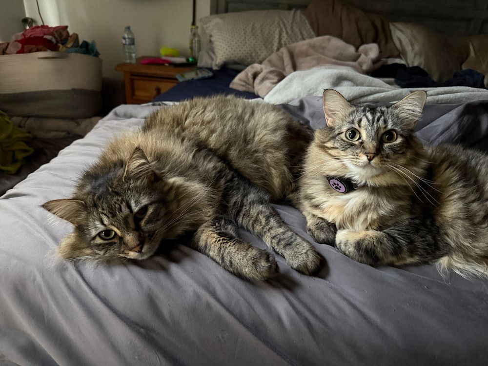 2 Siberian cat laying on a grey blanket on a bed. The one on the left is barely awake and the one on the right it perky and alert. 