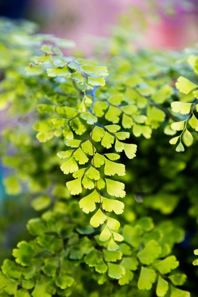 A green fern with beautiful leaves 