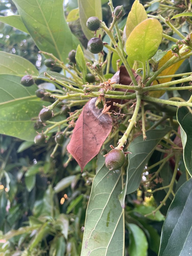 A close up view of a tree shows little baby avocados. How cute!
