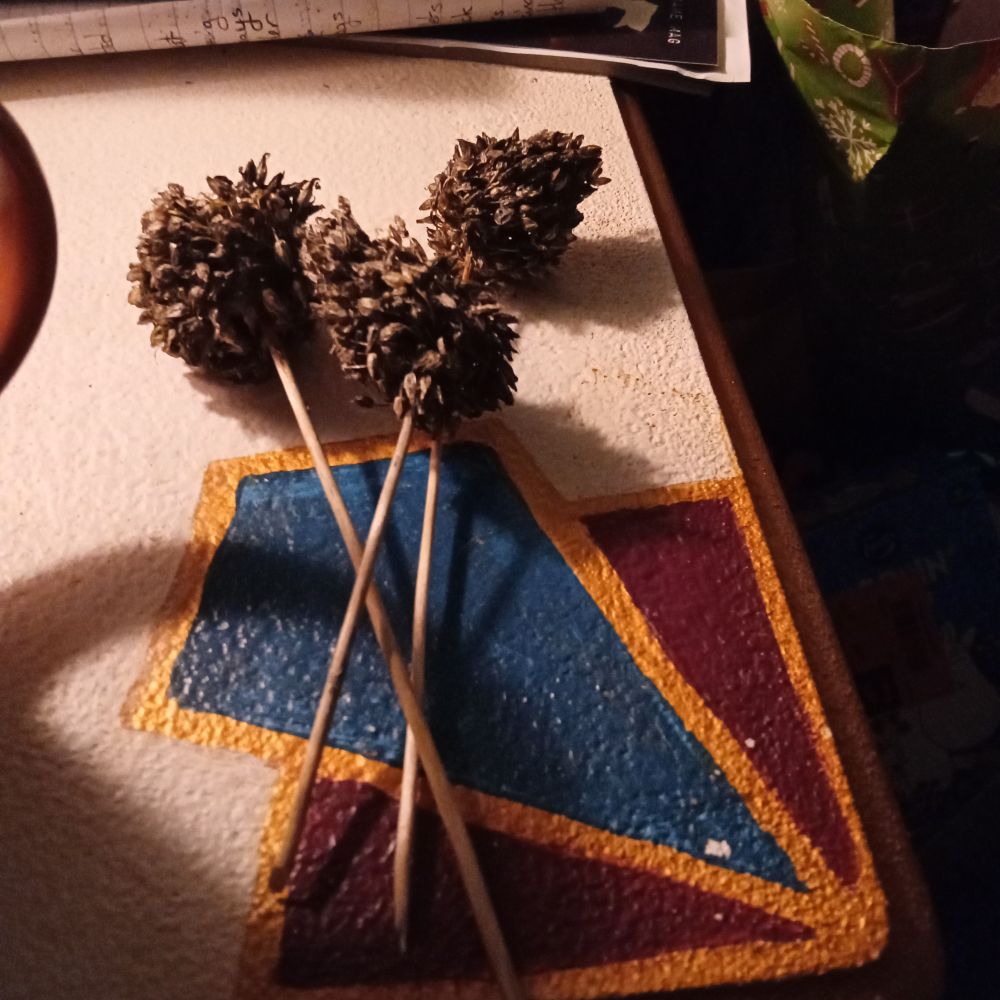 Seed heads from an allium plant .