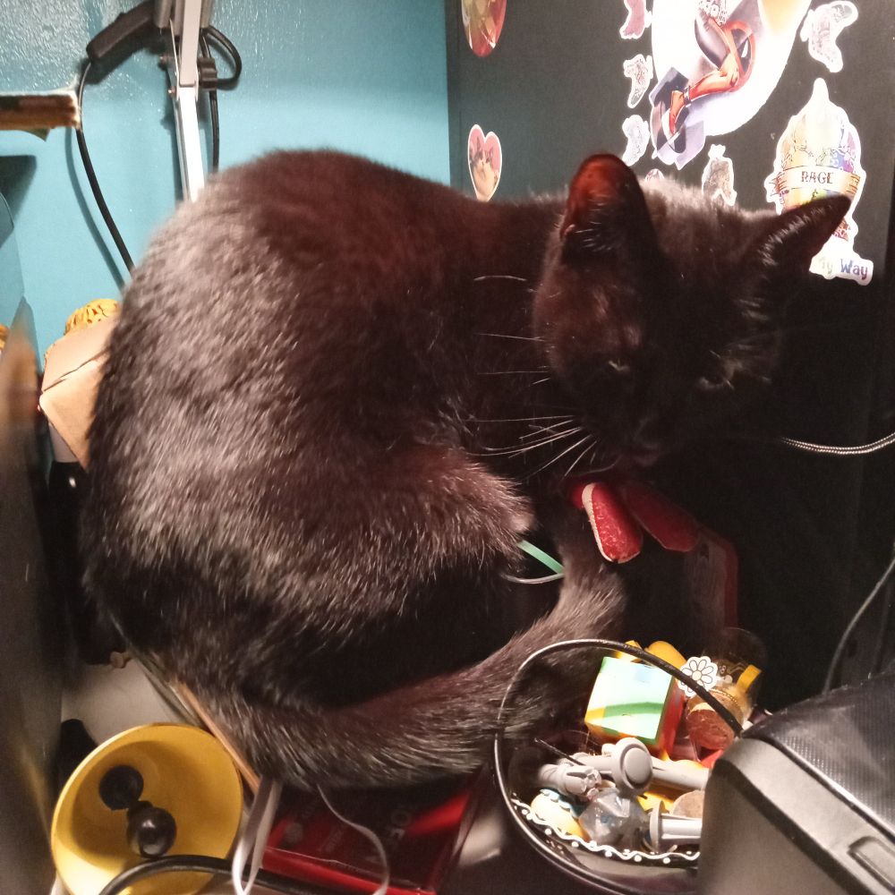 A very sweet natured but painfully stupid black cat tries to sit on a small ibuprofen box.