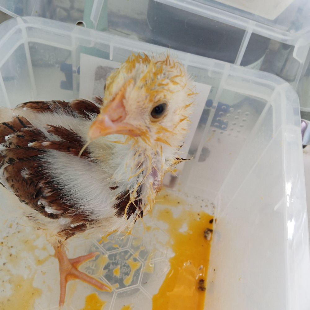 figroll the baby chicken coated in egg yolk having smashed and eaten the egg of a potential sibling .