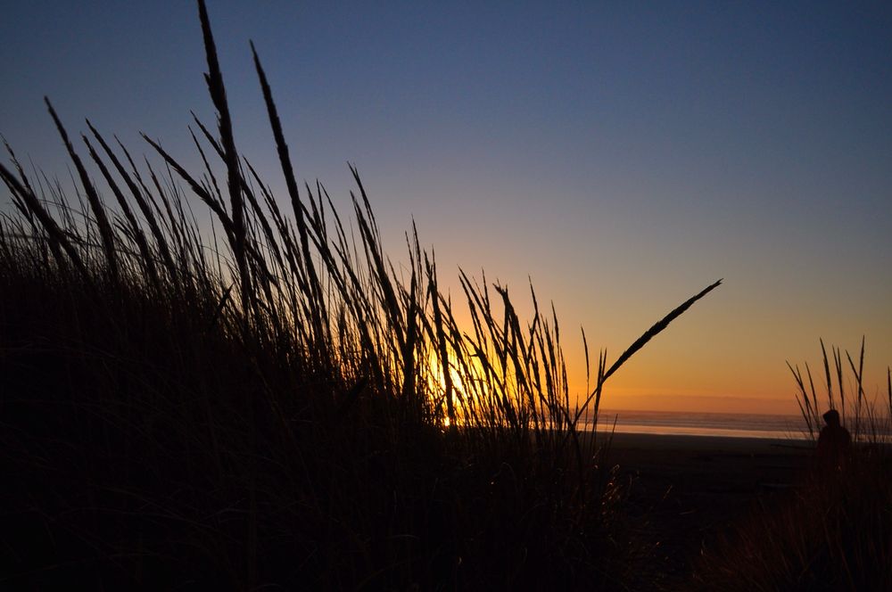 Sea grass silhouetted by a setting orange sun at Moclips, Wa. 
