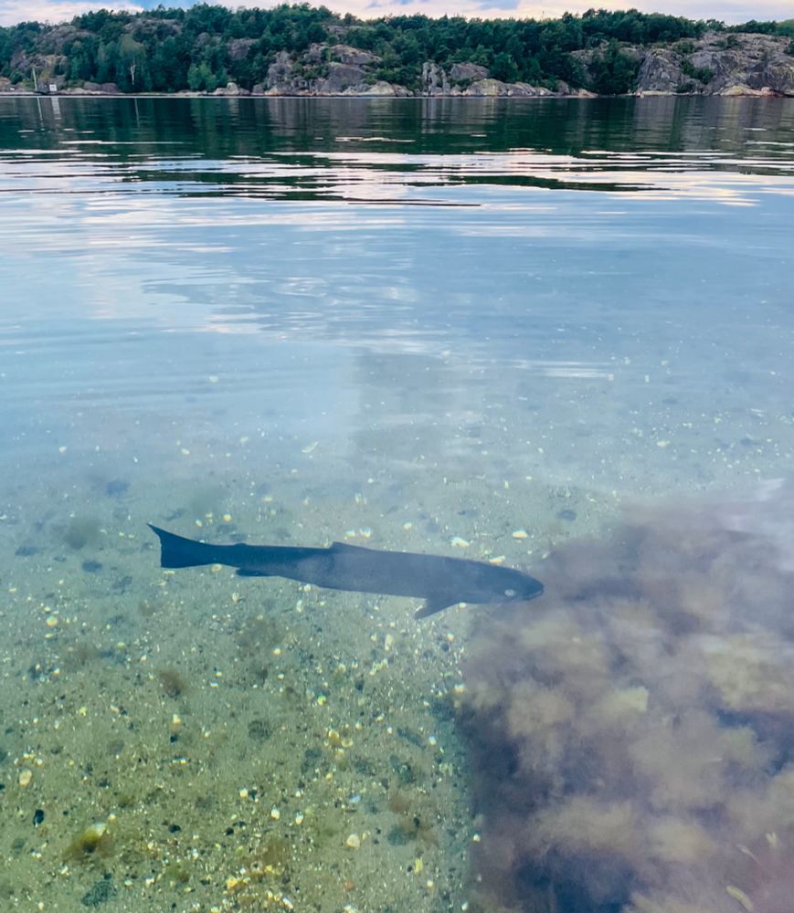 Bild på en öring, tagen ovanför utan. Trots reflektioner i vattnet framträder den mörka öringen tydligt mot den ljusa sandbotten. I nedre högra hörnet lite brunalger. I bakgrunden en klippig strand. Man ser att det är en laxfisk på den lilla rundade fettfenan nära stjärten. Att det är en öring ser man på den relativt grova stjärtspolen, och att de rundade fläckarna går nedanför sidolinjen (fläckarna svåra att se på denna bild, dock).