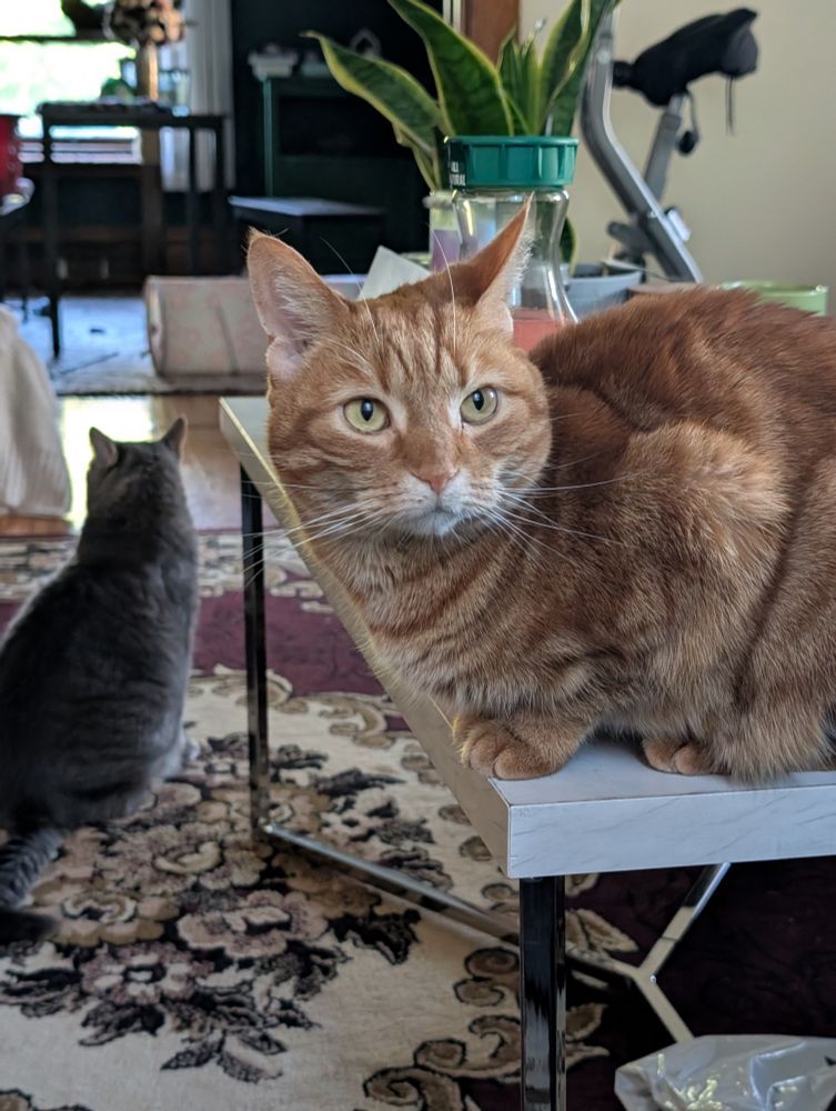 Orange cat on coffee table
