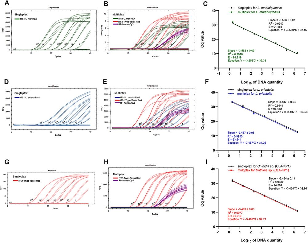 Representative of optimization for the multiplex qPCR assay using primers-probe concentration for each target at (i) 250 nM primers/100 nM probe, (ii) 125 nM primers/50 nM probe, and (iii) 62.5 nM primers/25 nM probe and 102 fg/reaction for (A) L. martiniquensis, (B) L. orientalis, and (C) Crithidia sp. (CLA-KP1) as templates. The qPCR reactions were conducted according to the recommended thermal cycling protocol: 1 cycle of polymerase activation at 95 °C for 5 min, followed by 45 cycles of PCR at 95 °C for 15 s, and 60 °C for 1 min.

