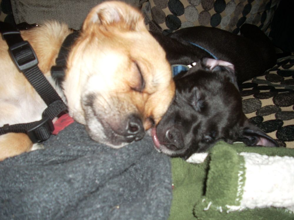 Two cute doggo catching a well earned nap.