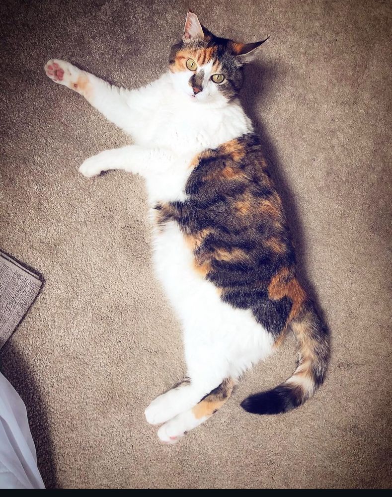 Gata tumbada en el suelo que es igualita a la del jersey de la otra foto